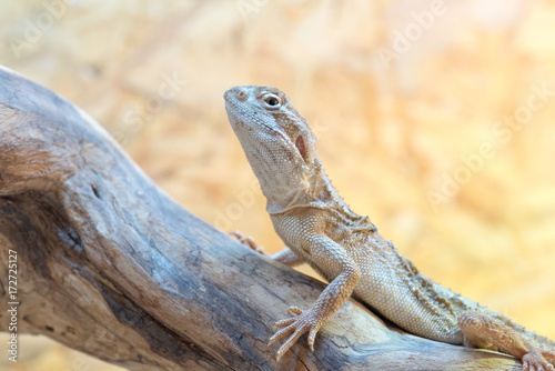 Pogona henrylawsoni-Bearded Dragon on a wood branch