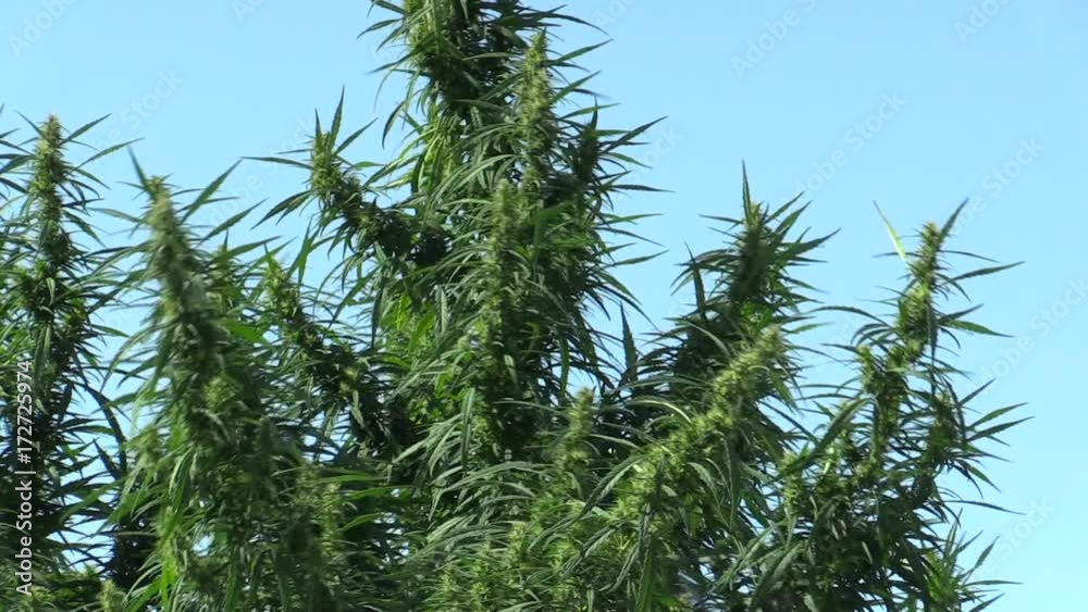 Cannabis for the cultivation of marijuana, illegal Cannabis for the cultivation of marijuana, illegal