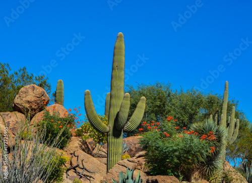 Desert cactus landscape in Arizona