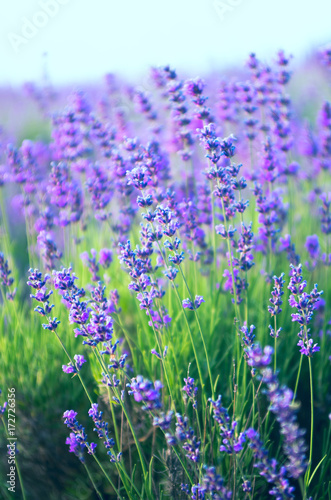 Lavender on the field in the spring evening.