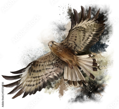 Stampa su tela Falcon in flight watercolor painting