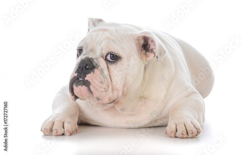 Fototapeta Naklejka Na Ścianę i Meble -  male bulldog laying down