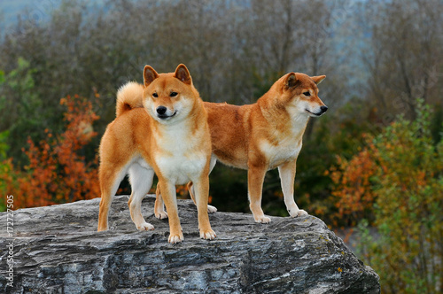 Portrait of Two Shiba Dogs