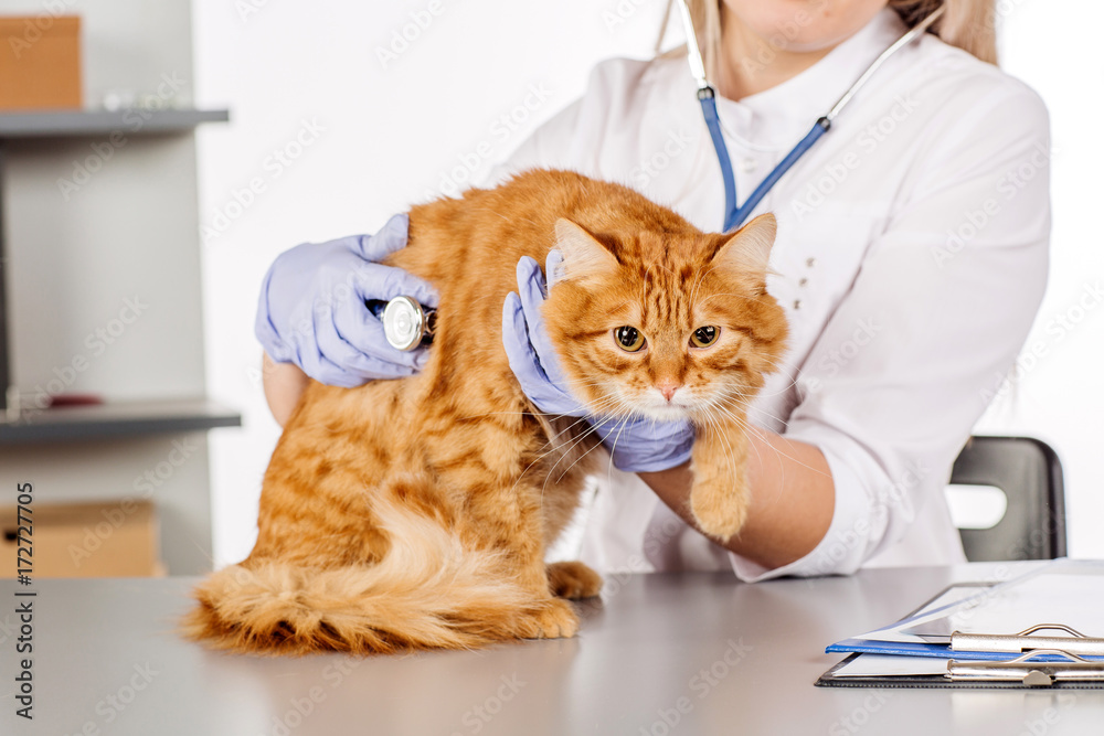 veterinarian doctor with stethoscope checking up cat at vet clinic veterinarian doctor with stethoscope checking up cat at vet clinic