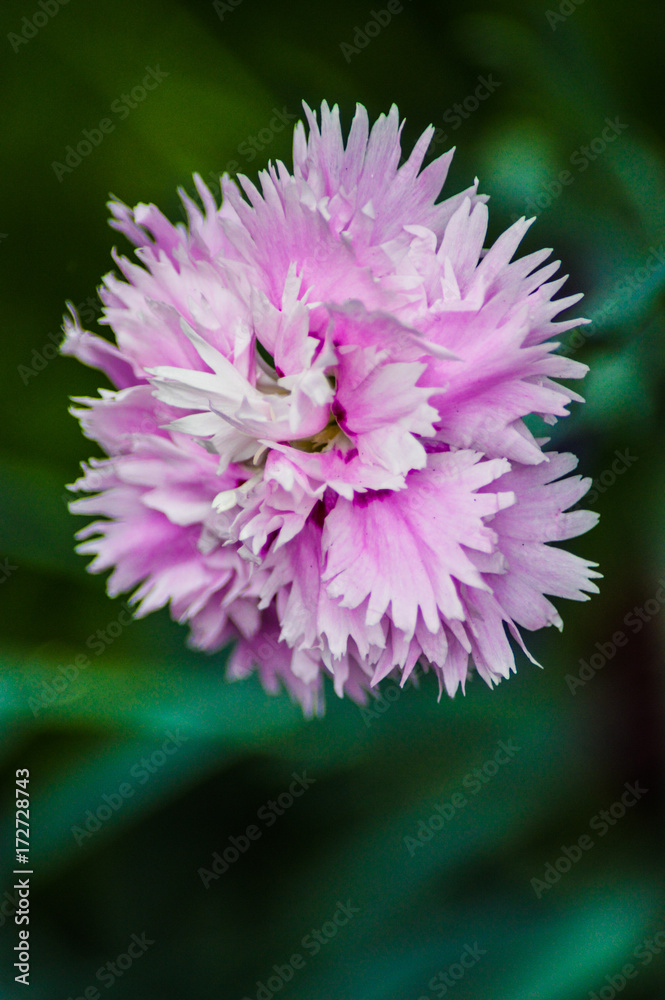 Beautiful pink flower Beautiful pink flower