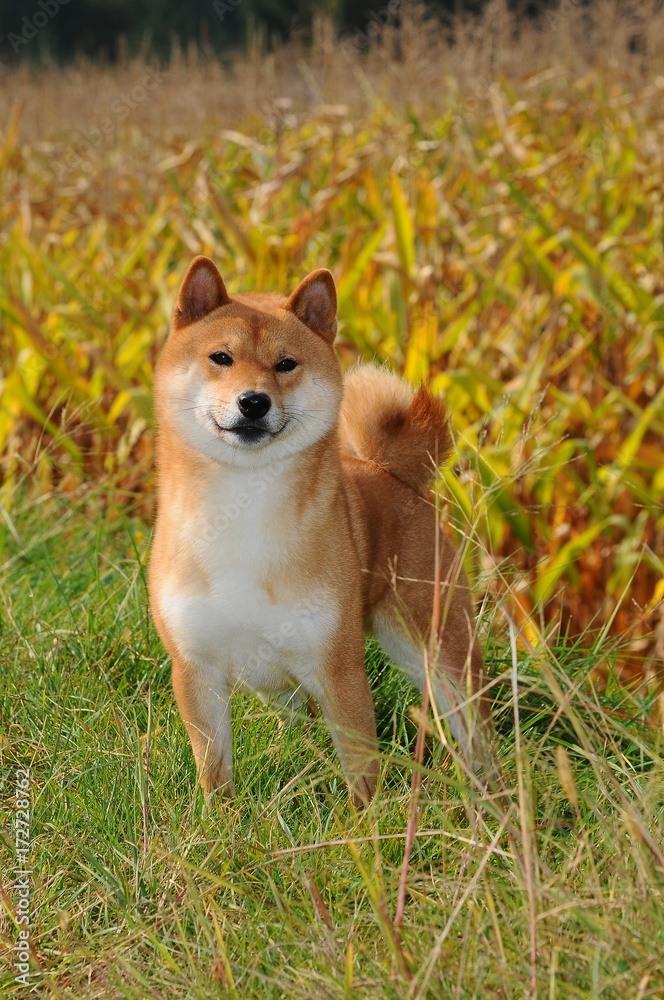 Portrait of Shiba Dog Portrait of Shiba Dog