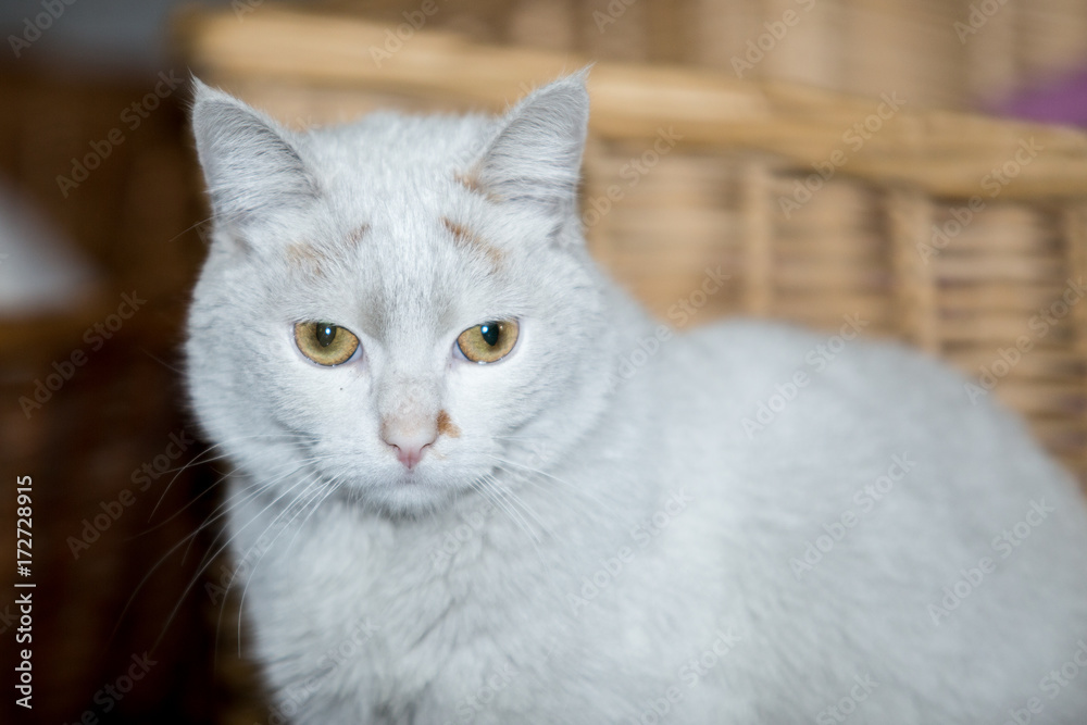 Chat européen