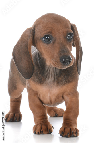 adorable female dachshund puppy