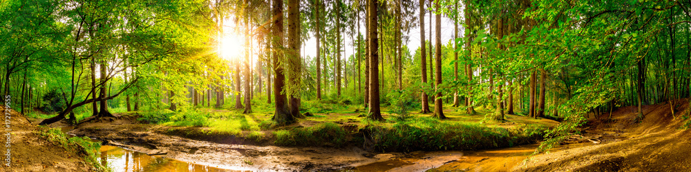 Fototapeta premium Piękna panorama lasu z drzewami, potokiem i słońcem