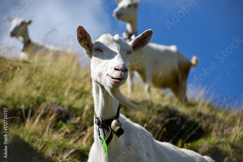 Goat grazing in a funny way on a hill, its goatee waving in the wind, with more goats scattered in the background out of focus