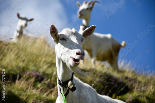Goat grazing in a funny way on a hill, its goatee waving in the wind, with more goats scattered in the background out of focus