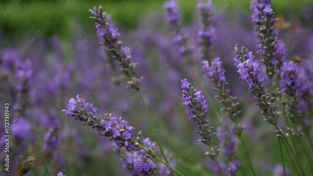 Lavender Blowing in the Wind with insects Lavender Blowing in the Wind with insects
