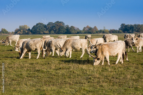 Fotografi Herd of hungarian grey steppe cattle grazing on meadow. Hortobagy