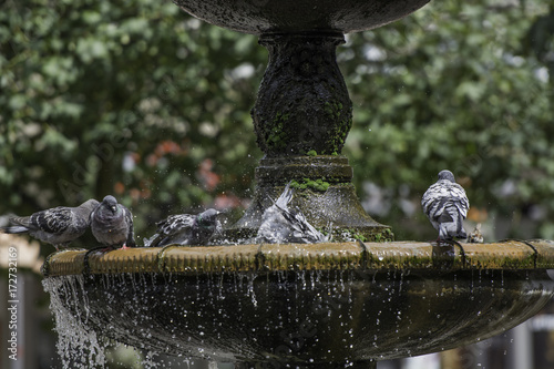 Pigeons stand on the fountain