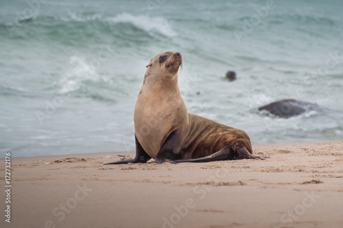 sea lion (Eumetopias jubatus) 