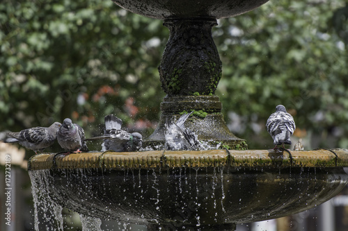 Pigeons stand on the fountain