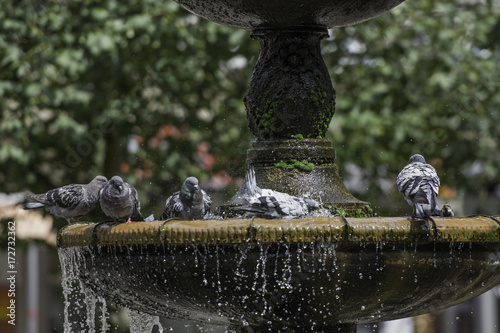 Pigeons stand on the fountain