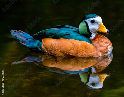 African pygmy goose