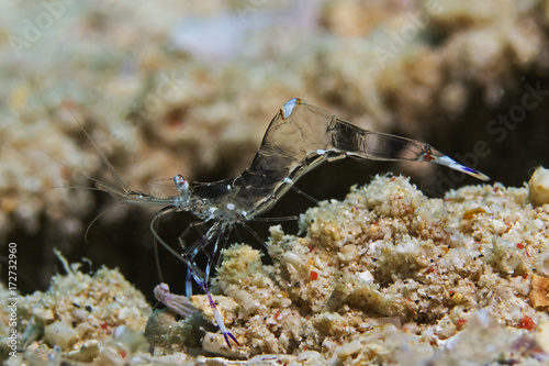 Holthuis`Anemone Shrimp, Partnergarnele (Anclyomenes holthuisi)