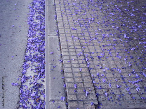 closeup of a pavement/sidewalk with blue blossoms
