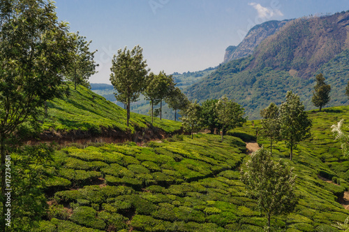 View on tea plantations, near Munnar, Kerala, India, Asia photo