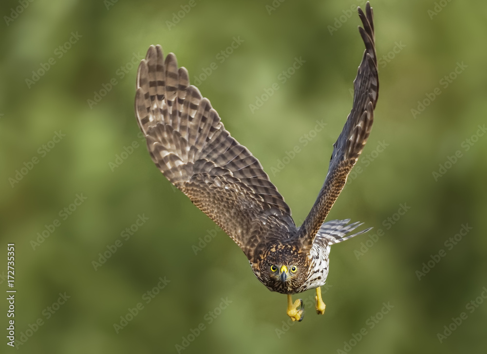 Fototapeta premium Red-Tailed Hawk