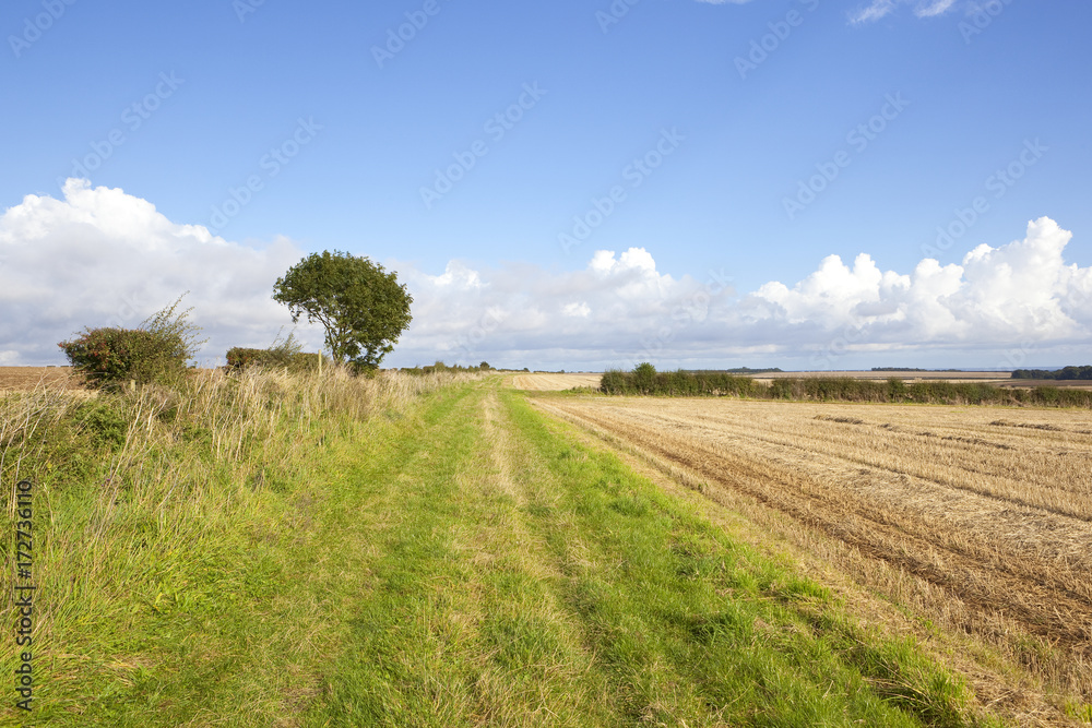 bridleway and wheat stubble
