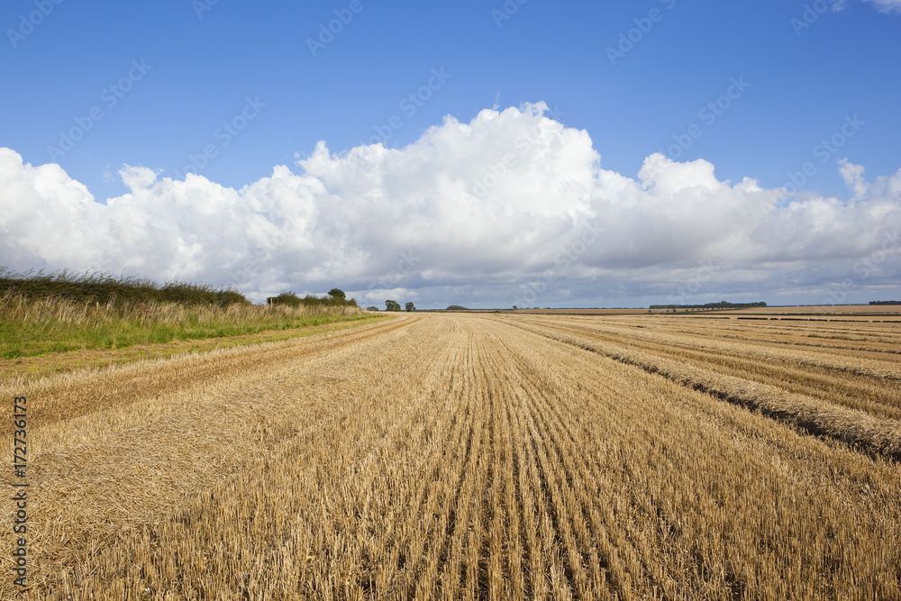 wheat stubble fields wheat stubble fields