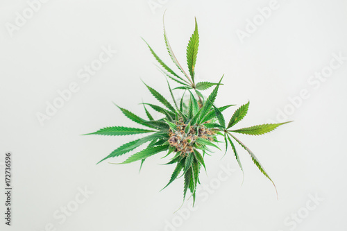marijuana plant cutting from above