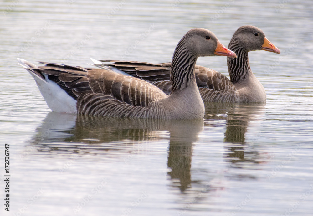 Greylag geese on the water Greylag geese on the water