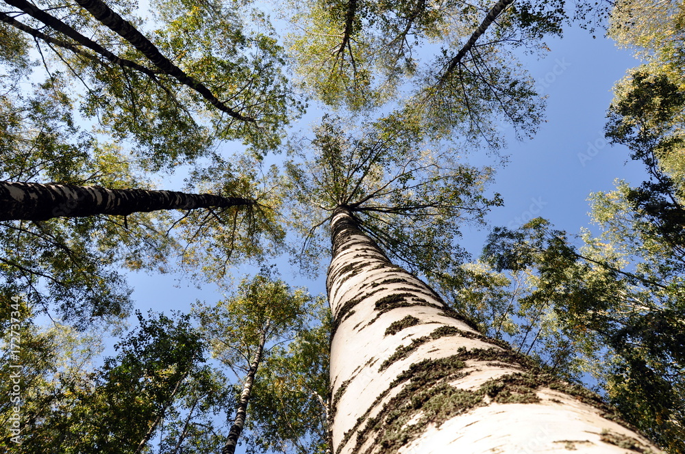 Fototapeta premium birch trees in Russia