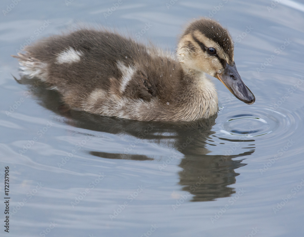 Duckling