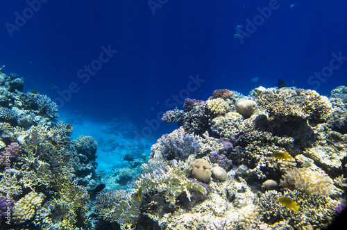 Reef rocks from corals in the sea