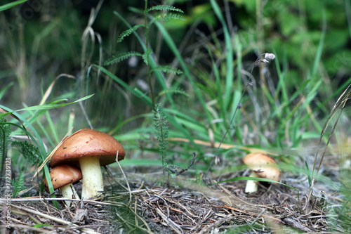 Three Mushroom Suillus grow in wood