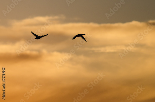 Two Ducks Flying in the Vibrant Sunset Sky