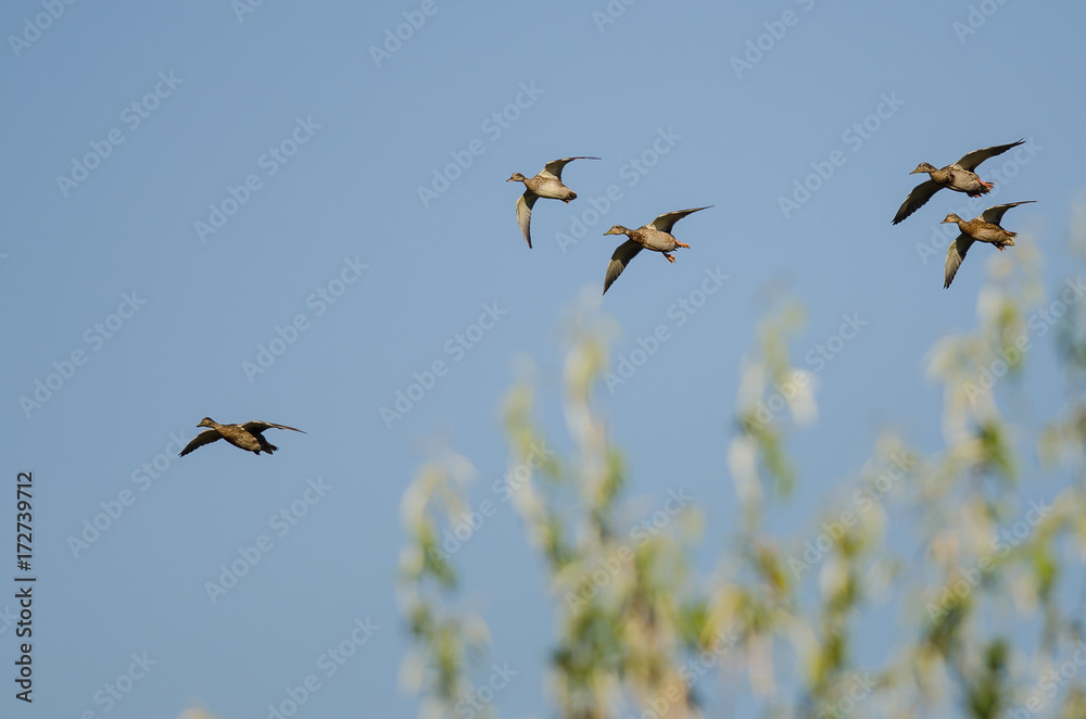 Small Flock of Mallard Ducks Flying in a Blue Sky