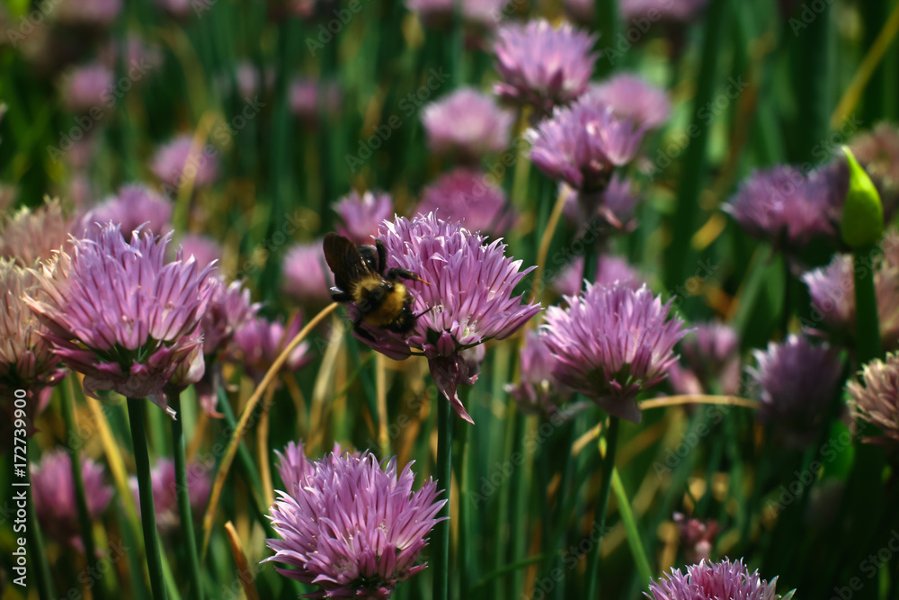 Bumblebee collecting nectar on a red clover flower