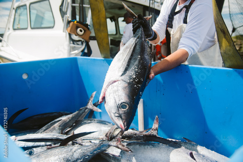Fresh fish catch on a tuna boat