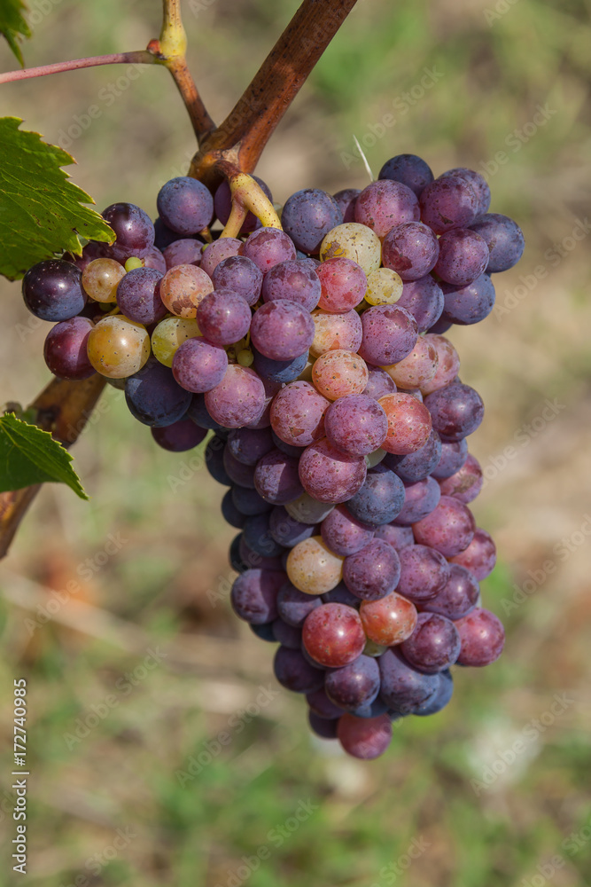Close-up wine grapes with green leaves in vineyards of region Chianti, Tuscany, Italy Close-up wine grapes with green leaves in vineyards of region Chianti, Tuscany, Italy