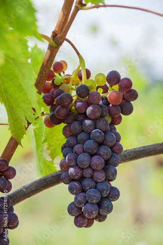 Close-up wine grapes with green leaves in vineyards of region Chianti, Tuscany, Italy