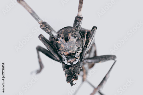 long-horned beetle photo