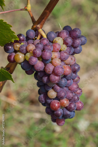 Close-up wine grapes with green leaves in vineyards of region Chianti, Tuscany, Italy