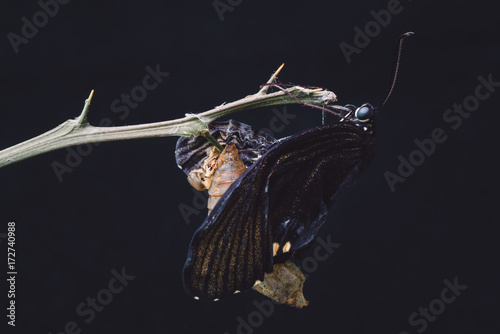 butterfly emerging from chrysalis photo