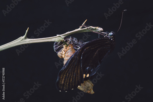 butterfly emerging from chrysalis