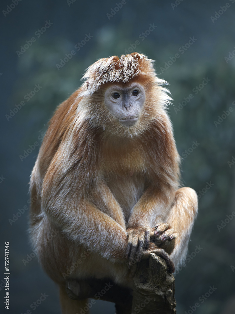 Obraz premium Javan lutung (Trachypithecus auratus)