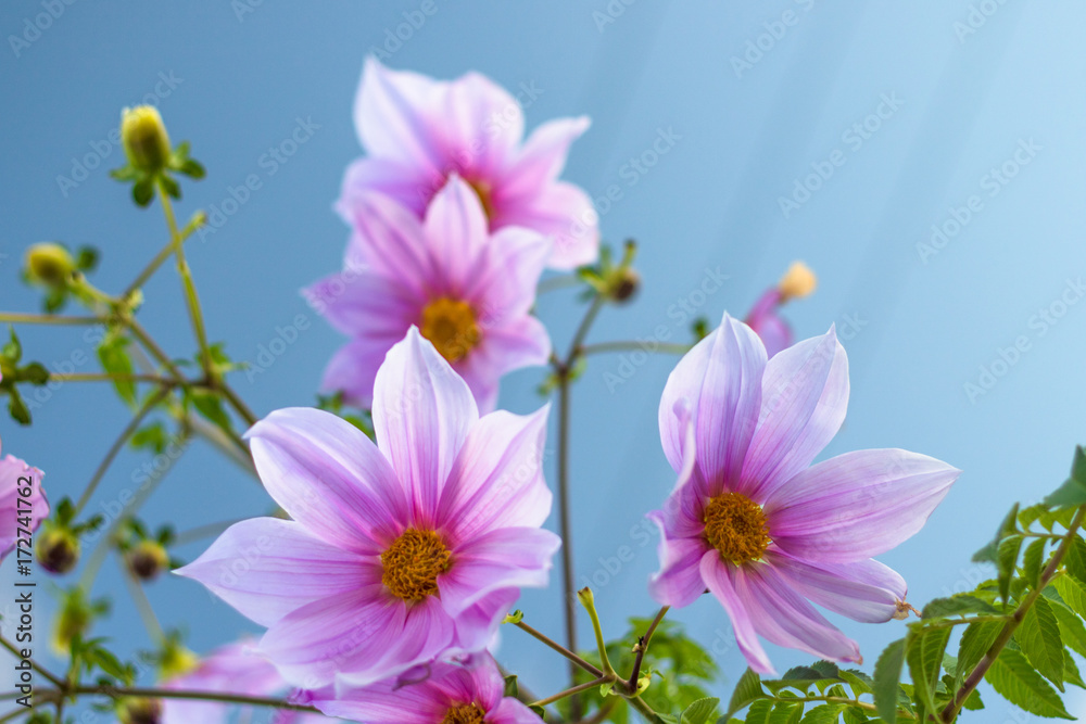 Fully Bloomed Pink Dahlia Imperialis at Garden in November Fully Bloomed Pink Dahlia Imperialis at Garden in November