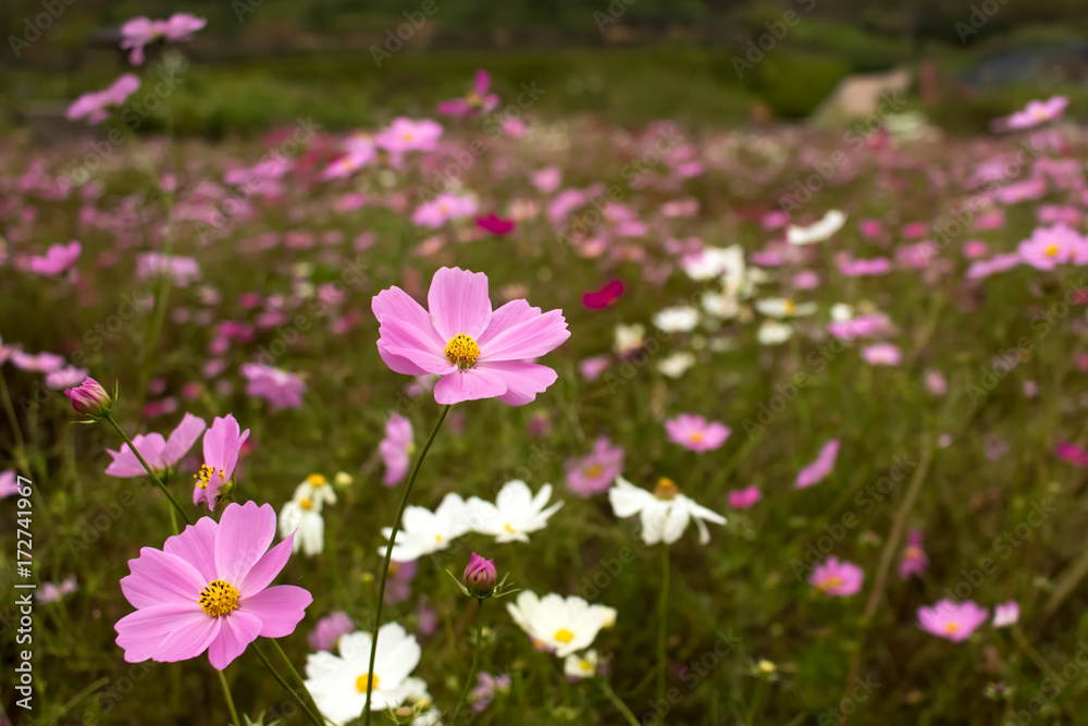 Sensation; Cosmos Bipinnatus; Fully Bloomed Colorful Cosmos on Mountain Landscape in October