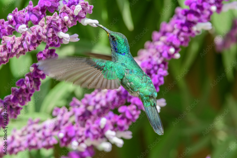 Fototapeta premium Hummingbird(Trochilidae)Flying gems