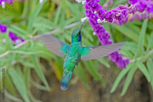 Fototapeta Naklejka Na Ścianę i Meble -  Hummingbird(Trochilidae)Flying gems