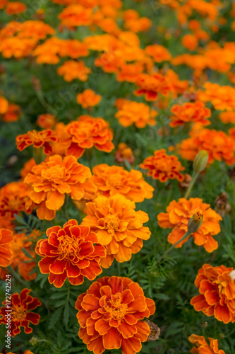 Tagetes Patula  Fully Bloomed French Marigold at Garden in August